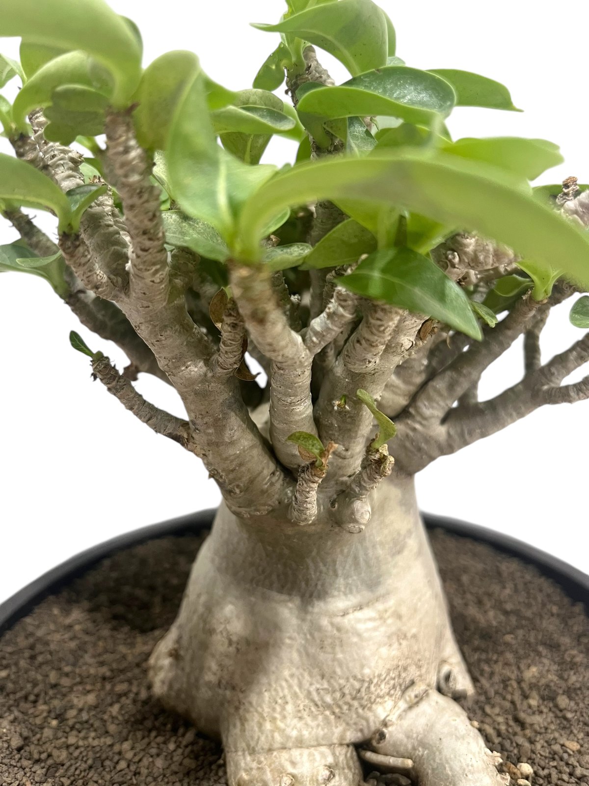 アデニウム アラビカム ドワーフ タイプ “オクトパス” 「Adenium