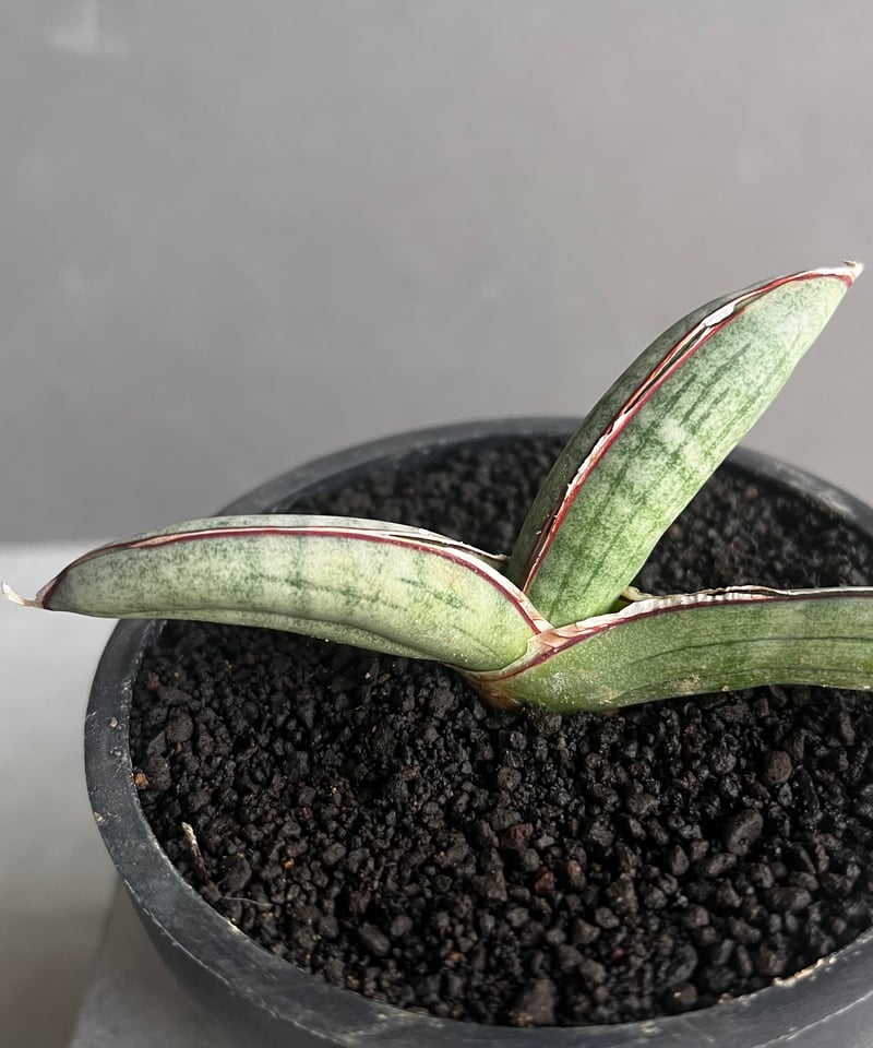 サンセベリア エイレンシス 「Sansevieria eilensis Lav.10178」7