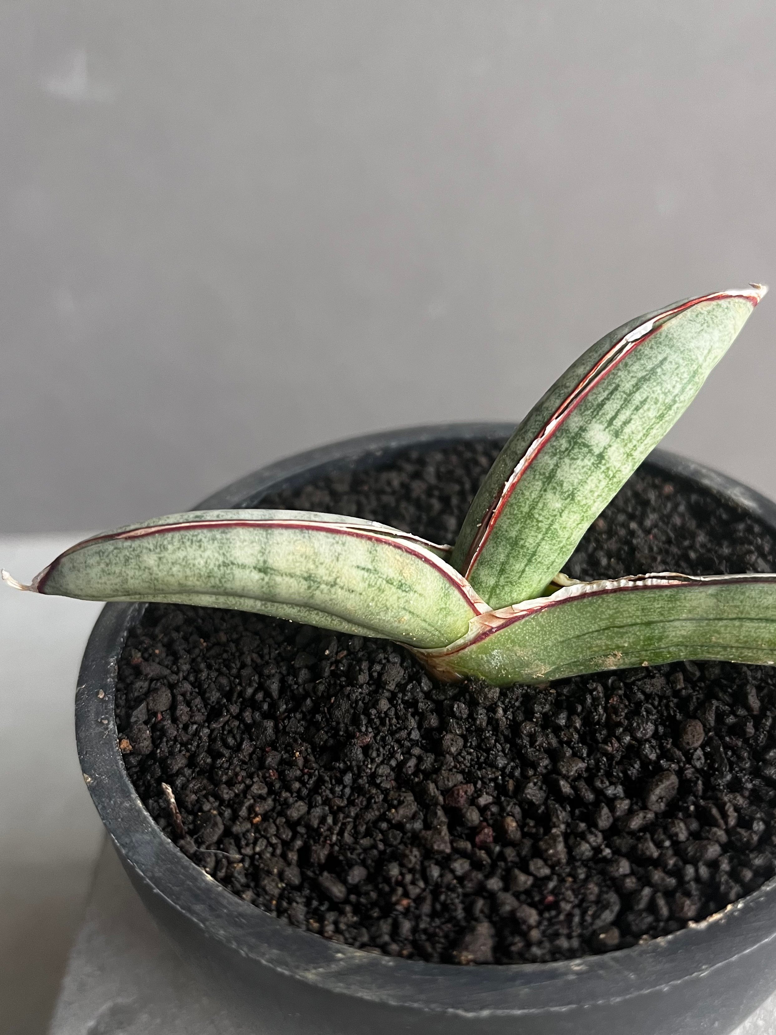 サンセベリア エイレンシス 「Sansevieria eilensis Lav.10178」7