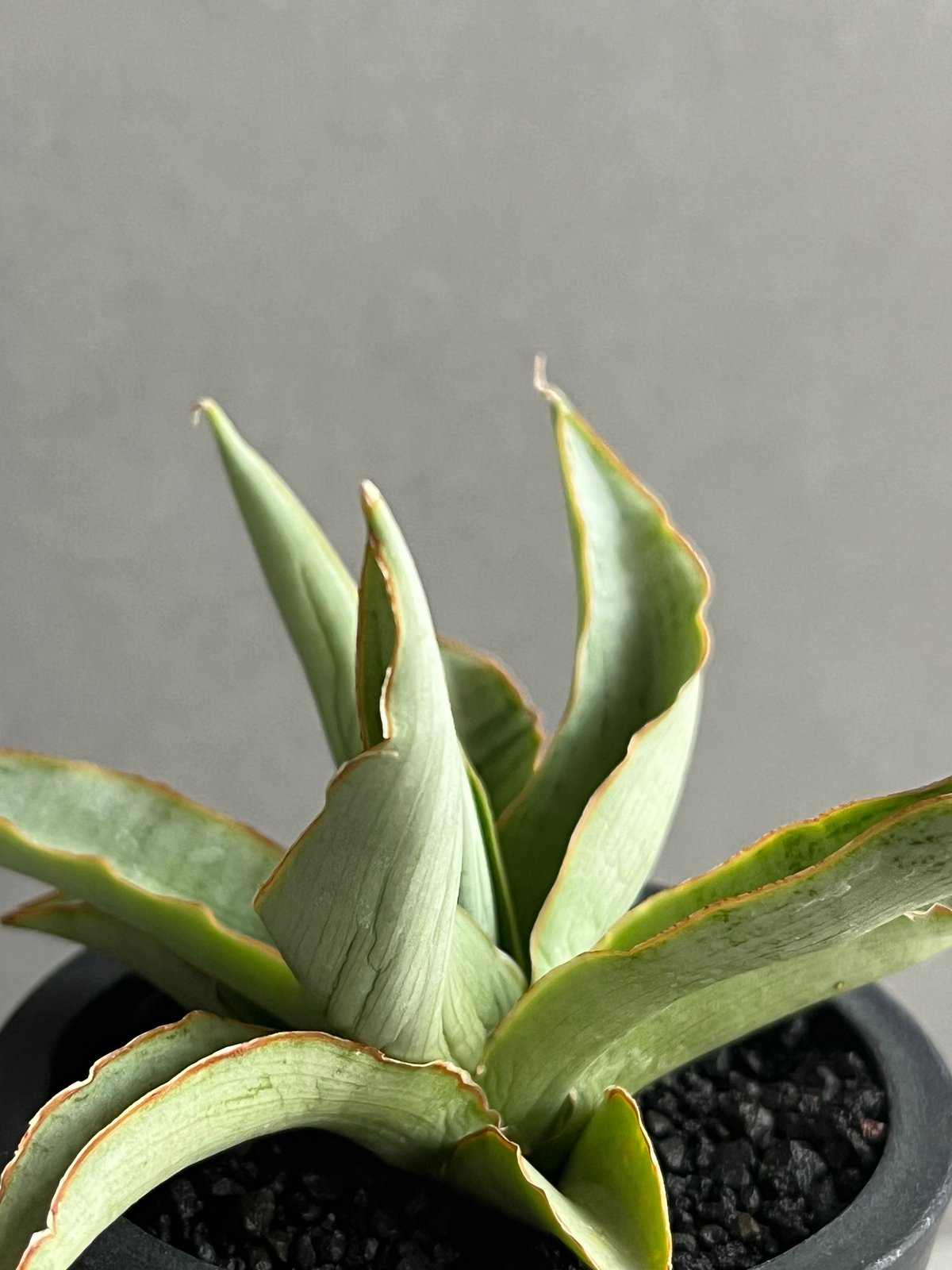 EMP サンセベリア Saigon / 最後の写真が成長株です SA353 EMP