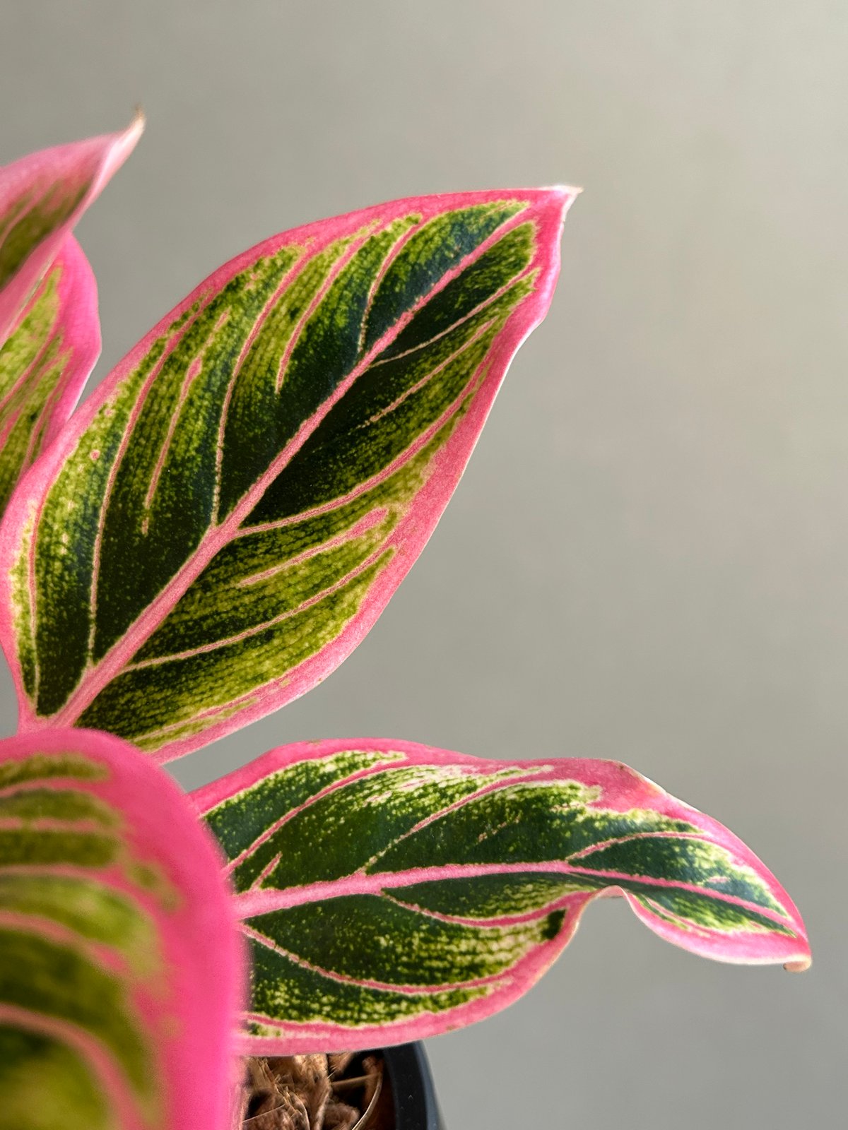 アグラオネマ ロータス デライト 「Aglaonema Lotus Delight」81L |