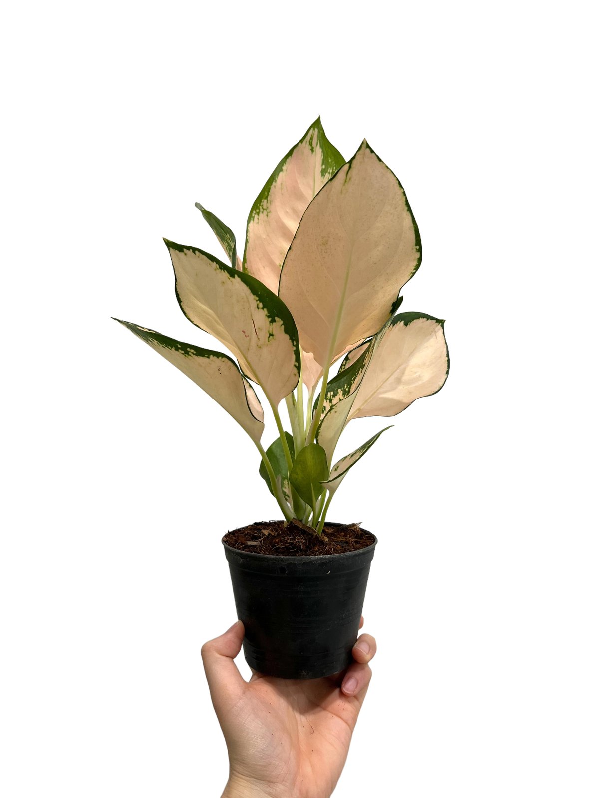 希少 無機質用土 大株 アグラオネマ コーチンピーチ 4号 希少 無機質