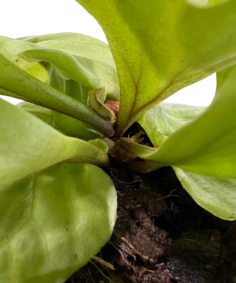 ビカクシダ リドレイ ワイドリーフ 「Platycerium ridleyi wide