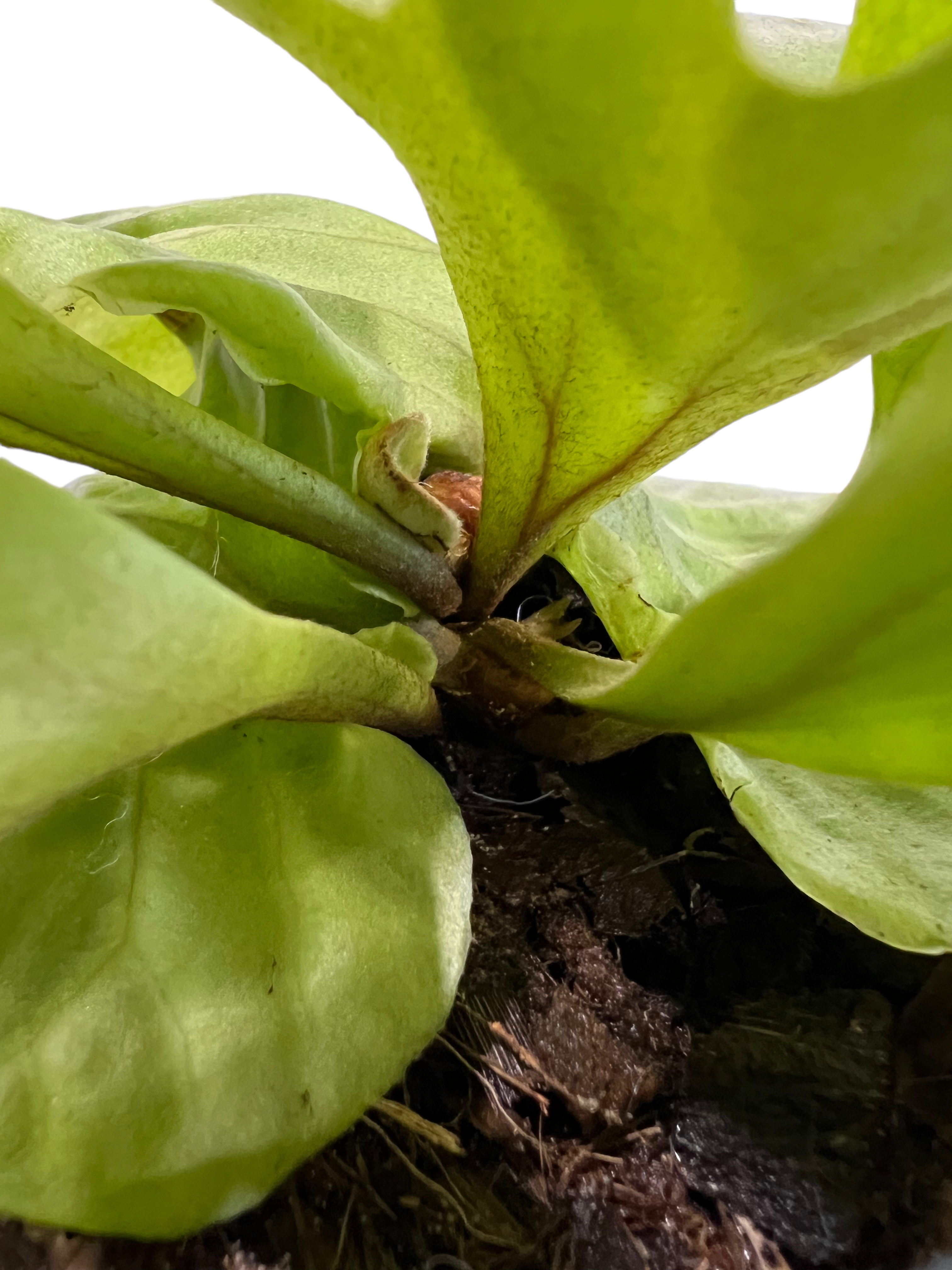 ビカクシダ リドレイ ワイドリーフ 「Platycerium ridleyi wide lea