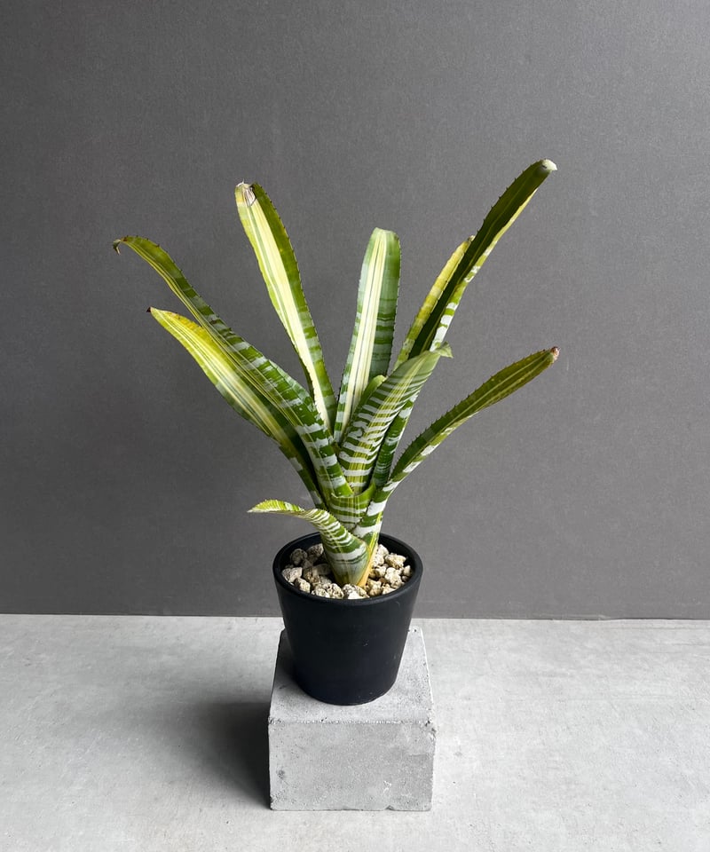 エメ エクメア チャンティニー サムライ 「Aechmea chantinii Samurai」41