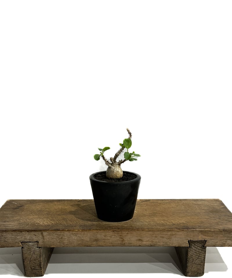 ヤトロファ マルギナータ 「 jatropha marginata」6/14-782-1 |