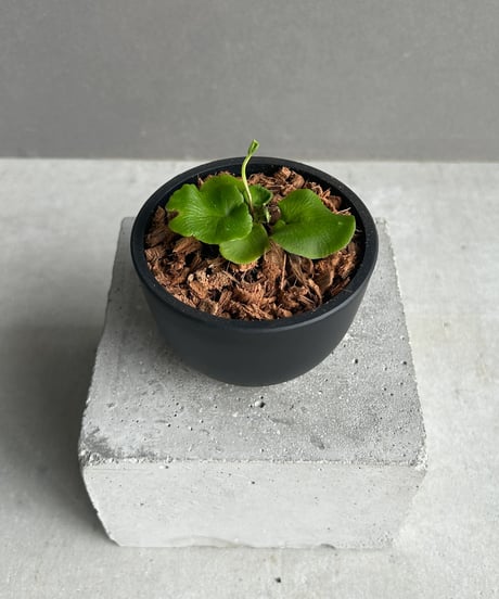 コノフィツム　smorenskaduense DT3711A コノフィツム オブコルデルム ウルスプルンギアナム Conophytum