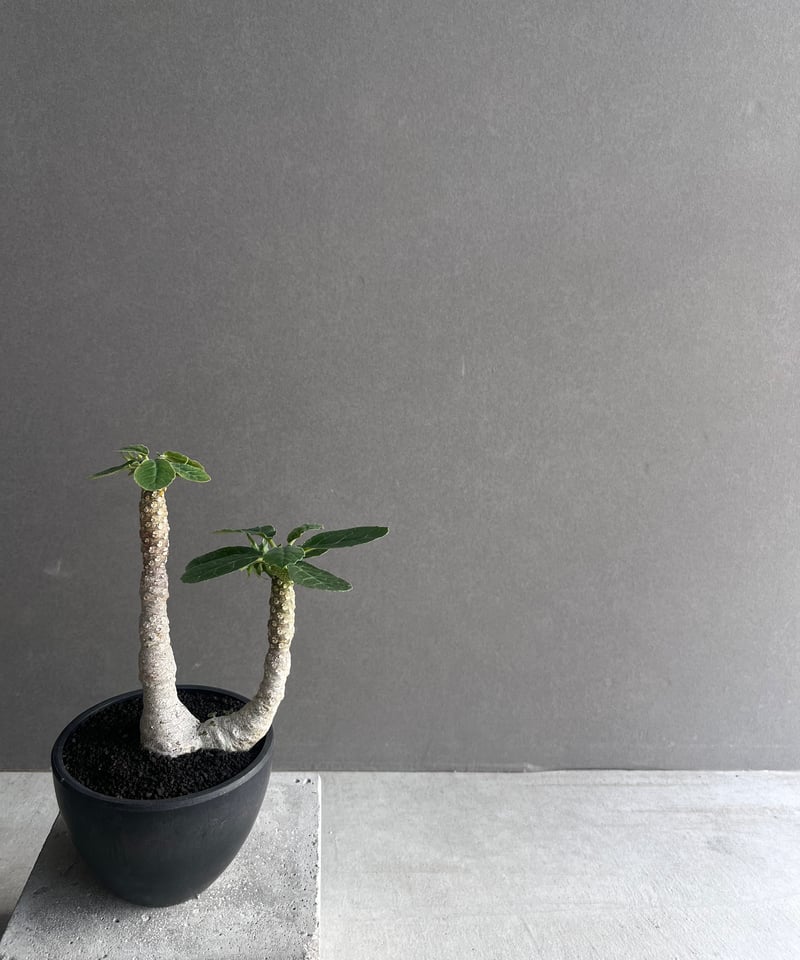 ドルステニア フォエチダ “多頭タイプ” 「Dorstenia foetida」12D | S