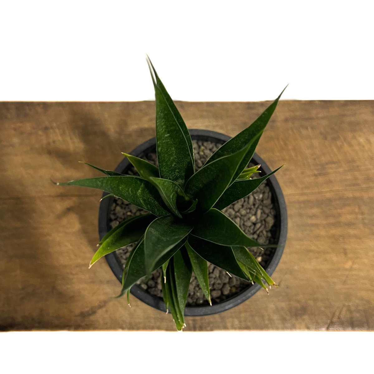 サンセベリア 龍神「Sansevieria Ryujin (by Unyamanee Gard サンセベリア 龍神「Sansevieria Ryujin (by Unyamanee Gard