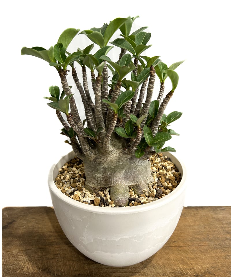 アデニウム アラビカム ドワーフ タイプ「Adenium arabicum アデニウム アラビカム ドワーフ タイプ「Adenium arabicum