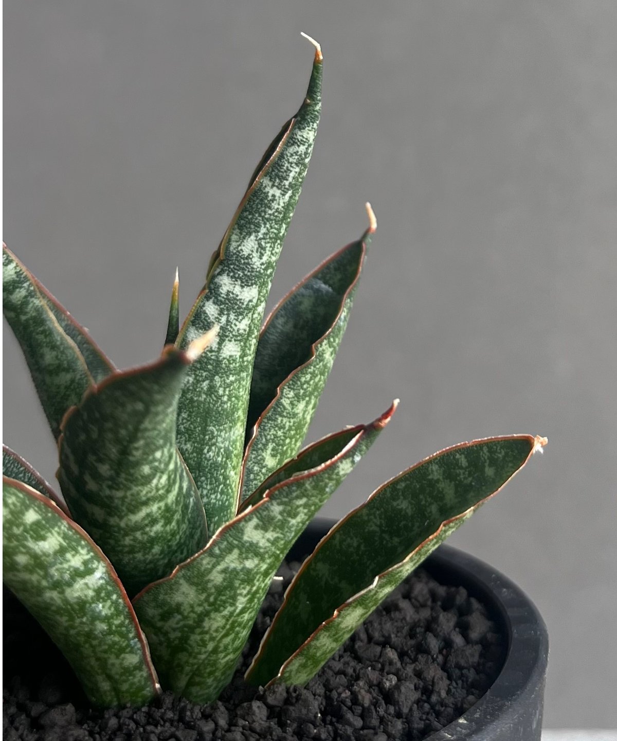 サンセベリア カミナリ 「Sansevieria KAMINARI “雷”」9D | SHOU