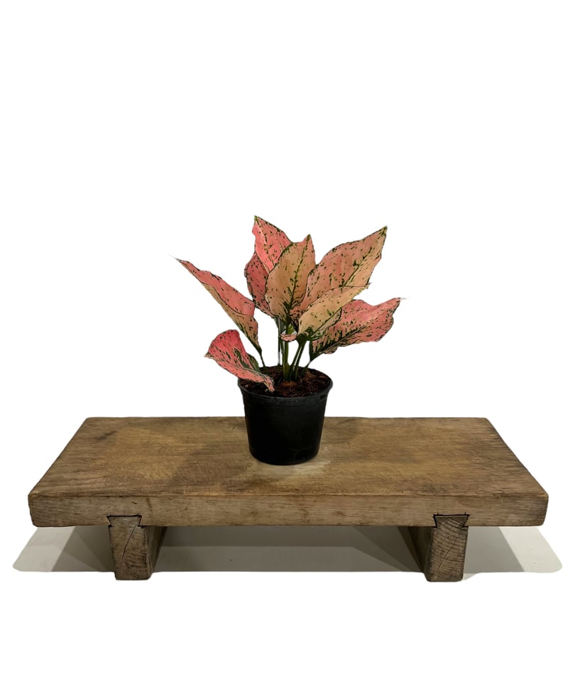 アグラオネマ トライ ペット 「Aglaonema Tri Phet」77L | SHOUCH