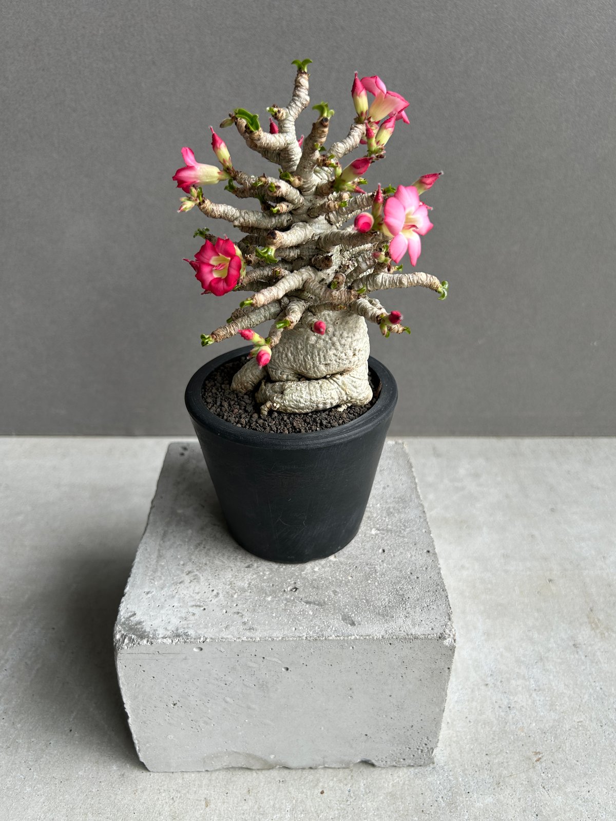 アデニウム メデューサ DHA 極美 Adenium Medusa DHA アデニウム メデューサ D.H.A (獅子葉) “選抜個体” 「Adenium Medusa