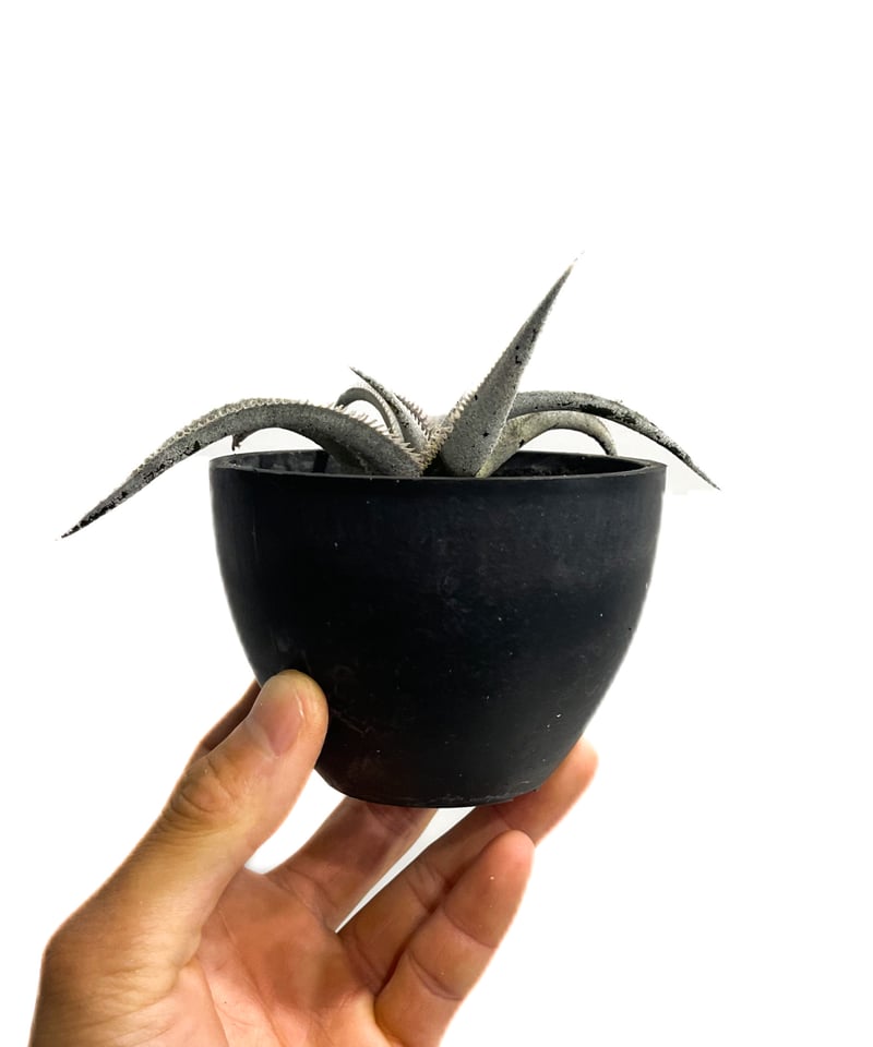 ディッキア マルニエルラポストレイ オオスミ 連棘 dyckia ohsumi ディッキア・マルニエルラポストレイ・ピンクスパイン：Dyckia
