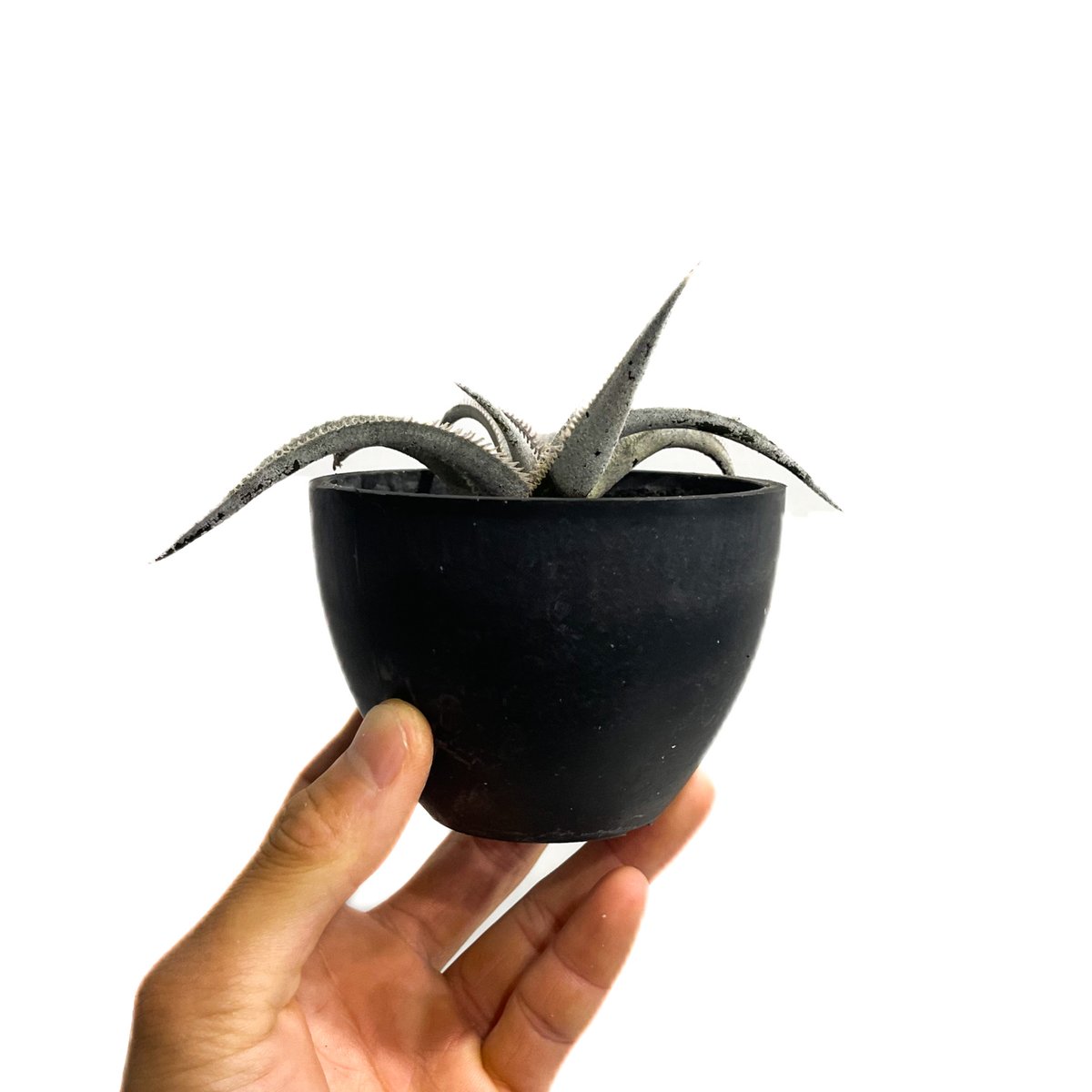 きちシャロニアエスリム ラビニア 暑さに強い】 シンニンギア 『ラブリー』 3.5寸POT
