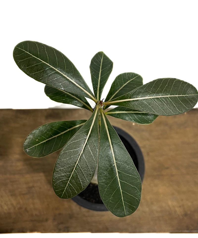 アデニウム ソコトラナム 「Adenium socotranum 」73G-1 | SHOU