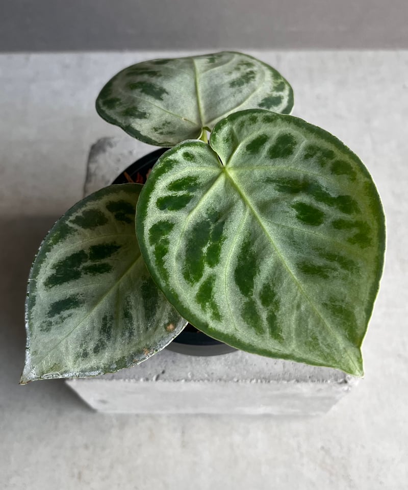 アンスリウム ドラヤキ シルバー 「Anthurium Dorayaki Silver