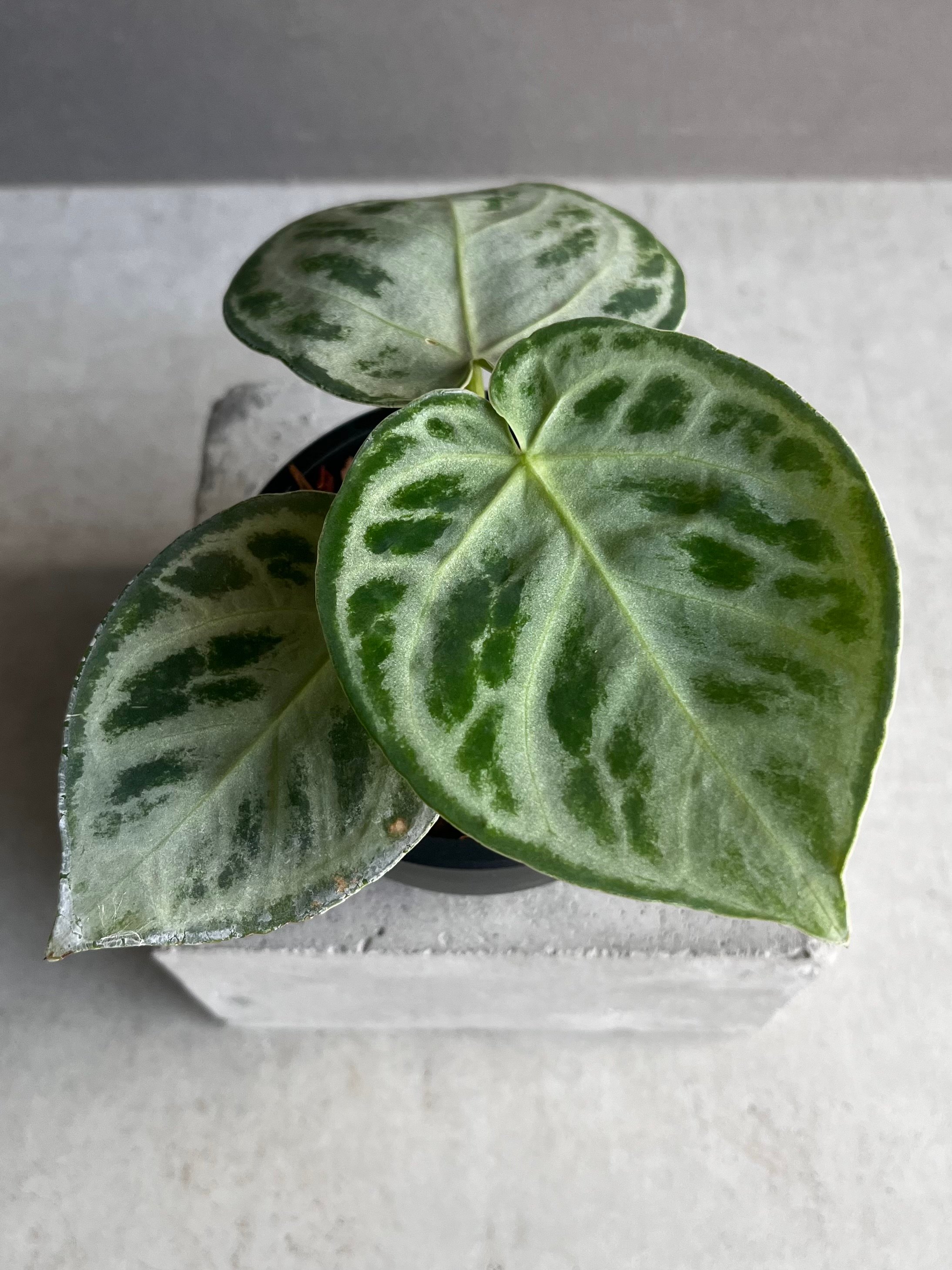 アンスリウム ドラヤキ シルバー 「Anthurium Dorayaki Silver」88Z