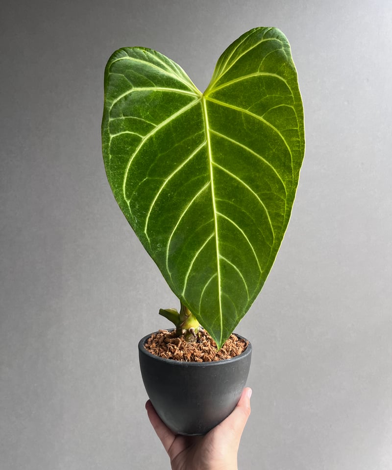 極美株】アンスリウム・レガレ（Anthurium regale）特大リーフ 極美株