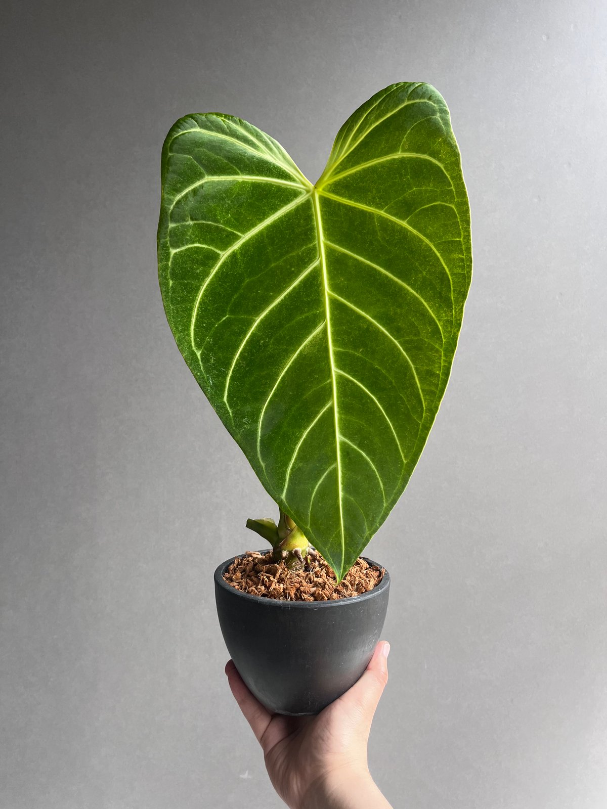 Anthurium regale アンスリウム　レガレ アンスリウム レガレ 特選(Anthurium regale) | 希少植物の販売