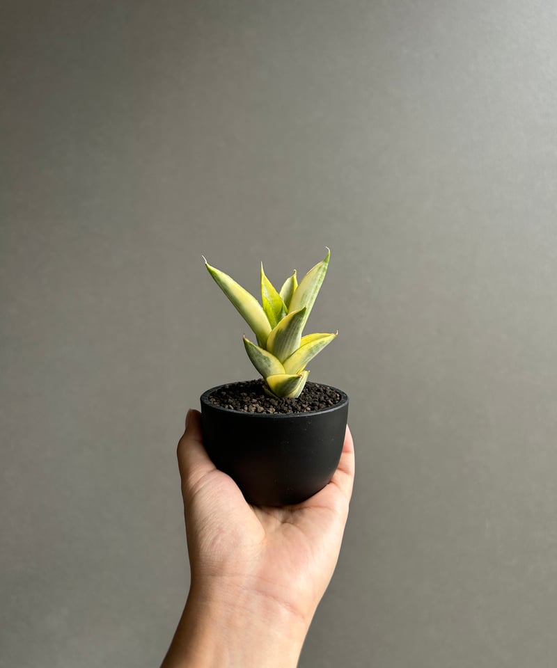 サンセベリア パゴダ 斑入 「Sansevieria Pagoda Variegated」 |