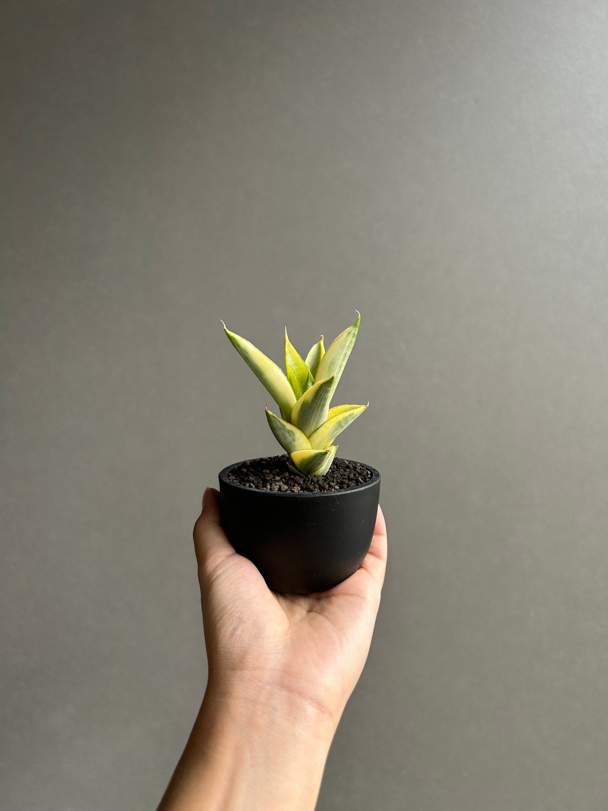 サンセベリア パゴダ 斑入 「Sansevieria Pagoda Variegated」 |