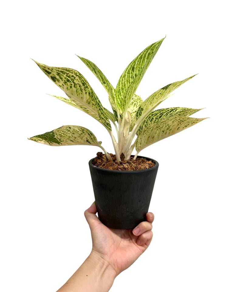 アグラオネマ ホワイト レガシー 「Aglaonema White Legacy」42S |