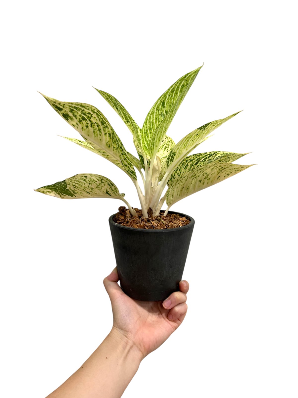 アグラオネマ 白蛇系 アグラオネマ：ホワイトレガシー 2.5号ポット の