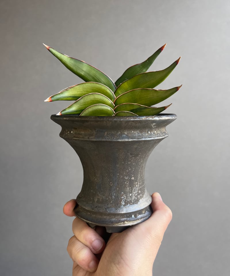 サンセベリア ロリダ 斑入 変異種(選抜個体) 「Sansevieria rorida Var
