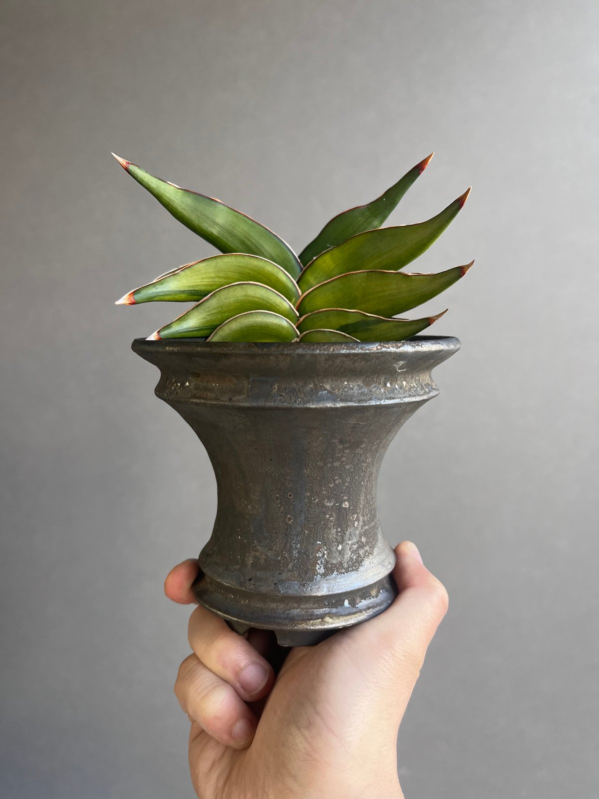 サンスベリア ロリダ 斑入 S. Rorida Variegated 2 サンスベリア ロリダ 斑入 S. Rorida Variegated 2 サンセベリア