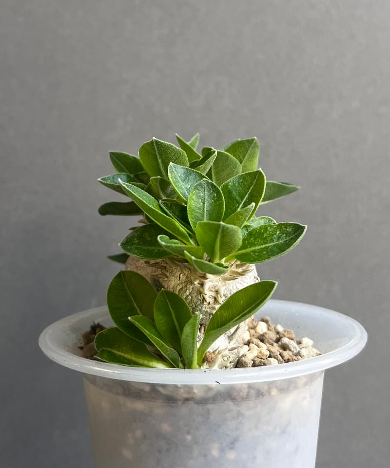 パキポディウム “恵比寿笑い”+ omoto frost pot 「Pachypodium