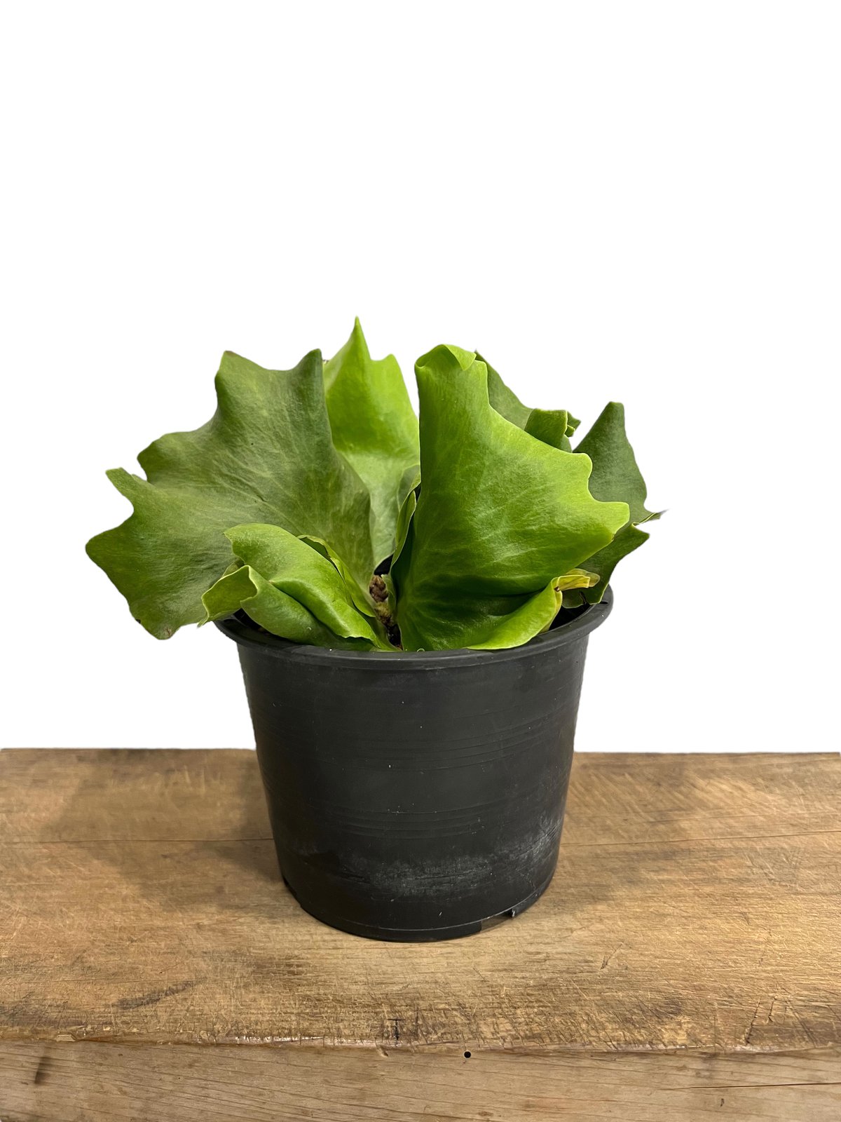 ビカクシダ バタフライ 「Platycerium Butterfly」34I | SHOUCH