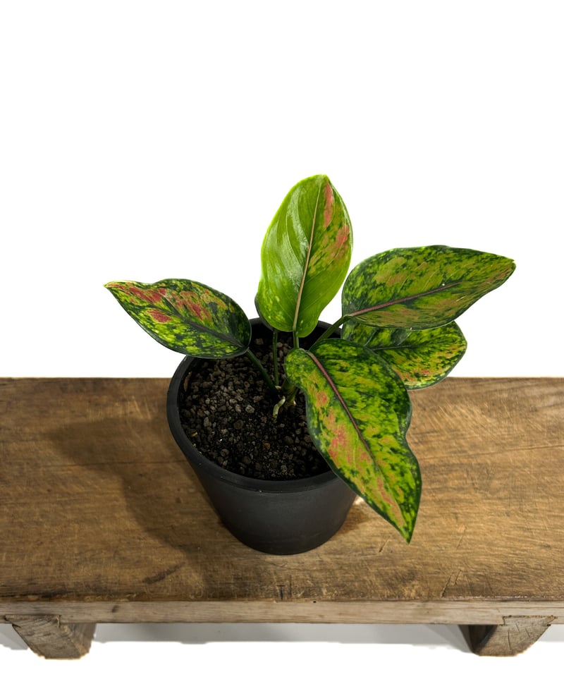 アグラオネマ マハ ヘン 「Aglaonema Maha Heng」11/17 | SHOUC