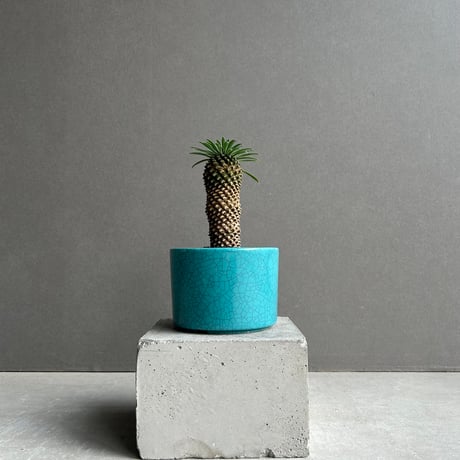 ユーフォルビア | STORES