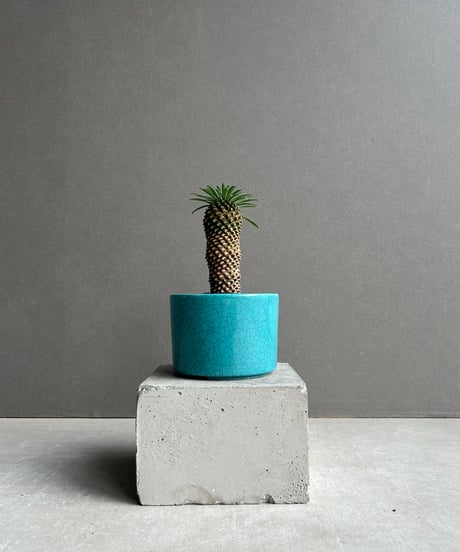 CATEGORY Plants | SHOUCHIKUEN