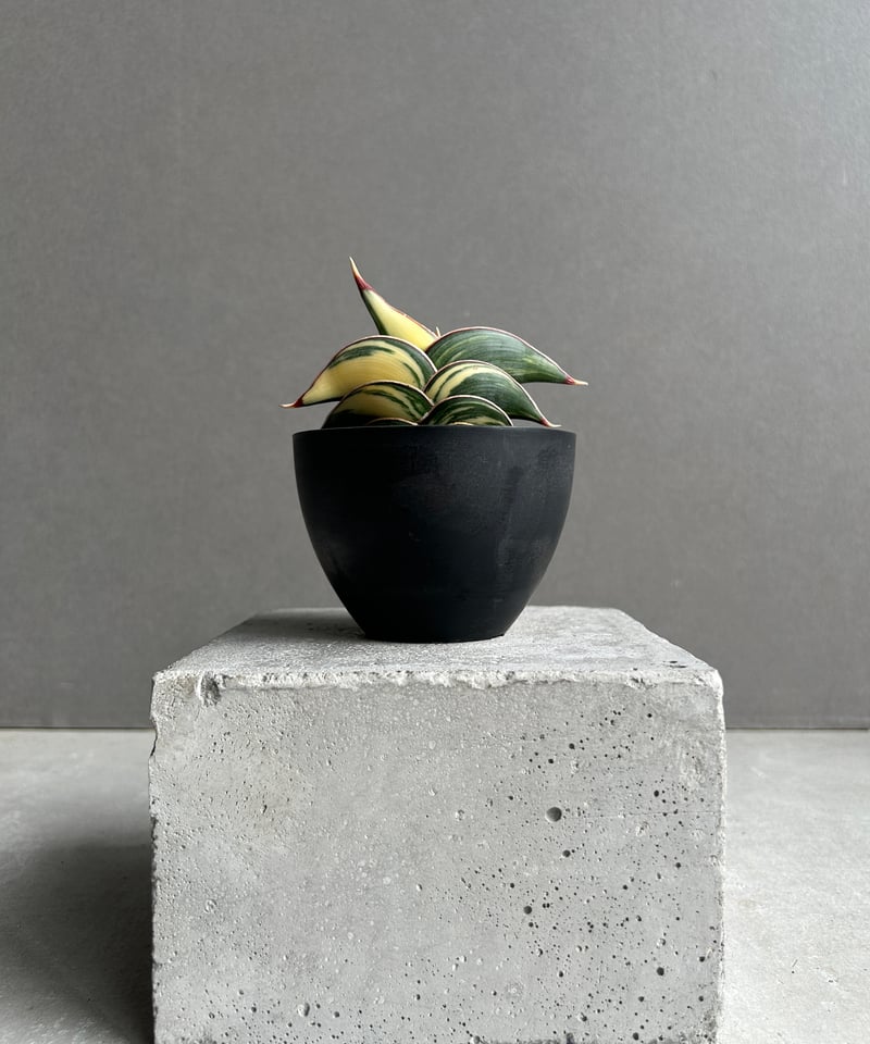 サンスベリア ロリダ 斑入 S. Rorida Variegated 2 サンセベリア ロリダ 斑入 「Sansevieria rorida variegated」13