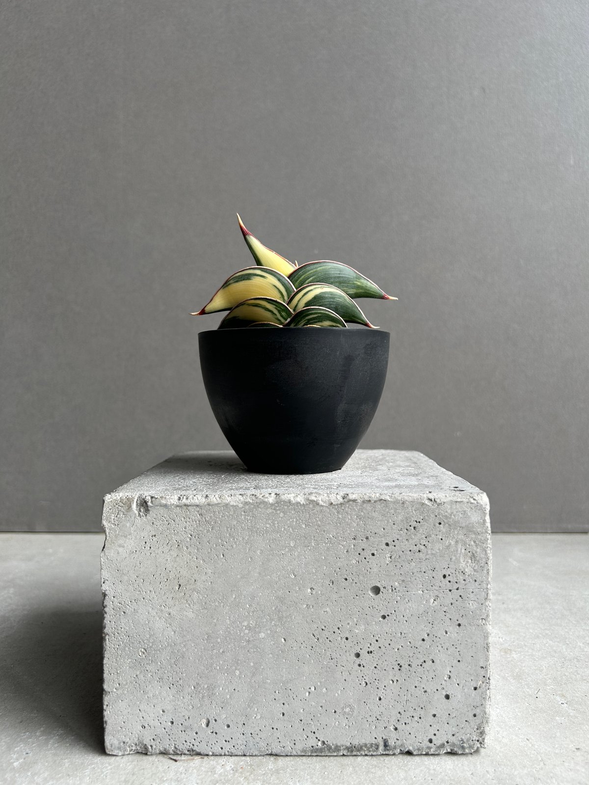 サンセベリア ロリダ 斑入 “ ハーフムーン “ 「Sansevieria rorida Va
