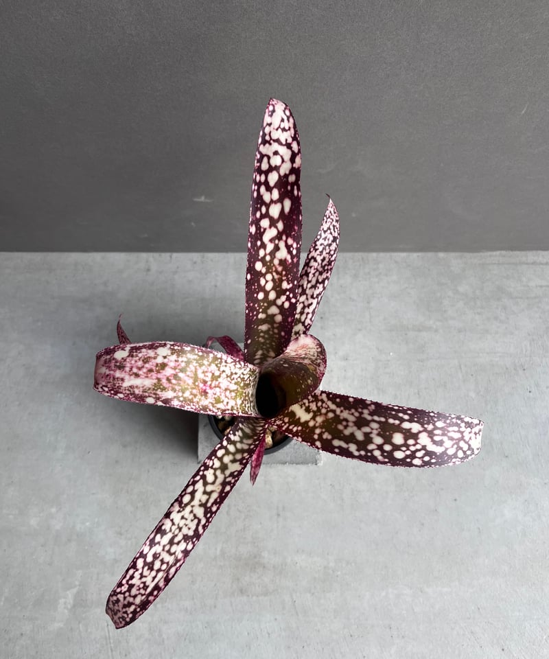 Billbergia 'Dreams'〔ビルベルギア〕現品発送B0261 送料無料】Billbergia 'Don's Purple Haze'〔ビルベルギア〕現品