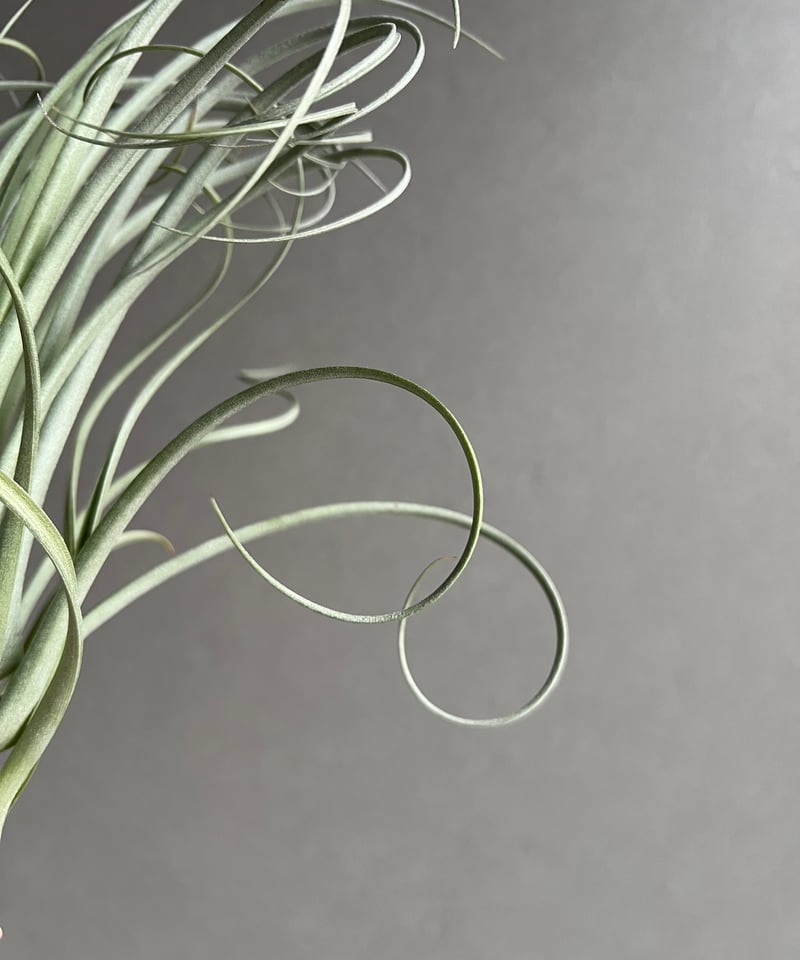 ティランジア グーモン 「Tillandsia Goomong (T.stricta x du