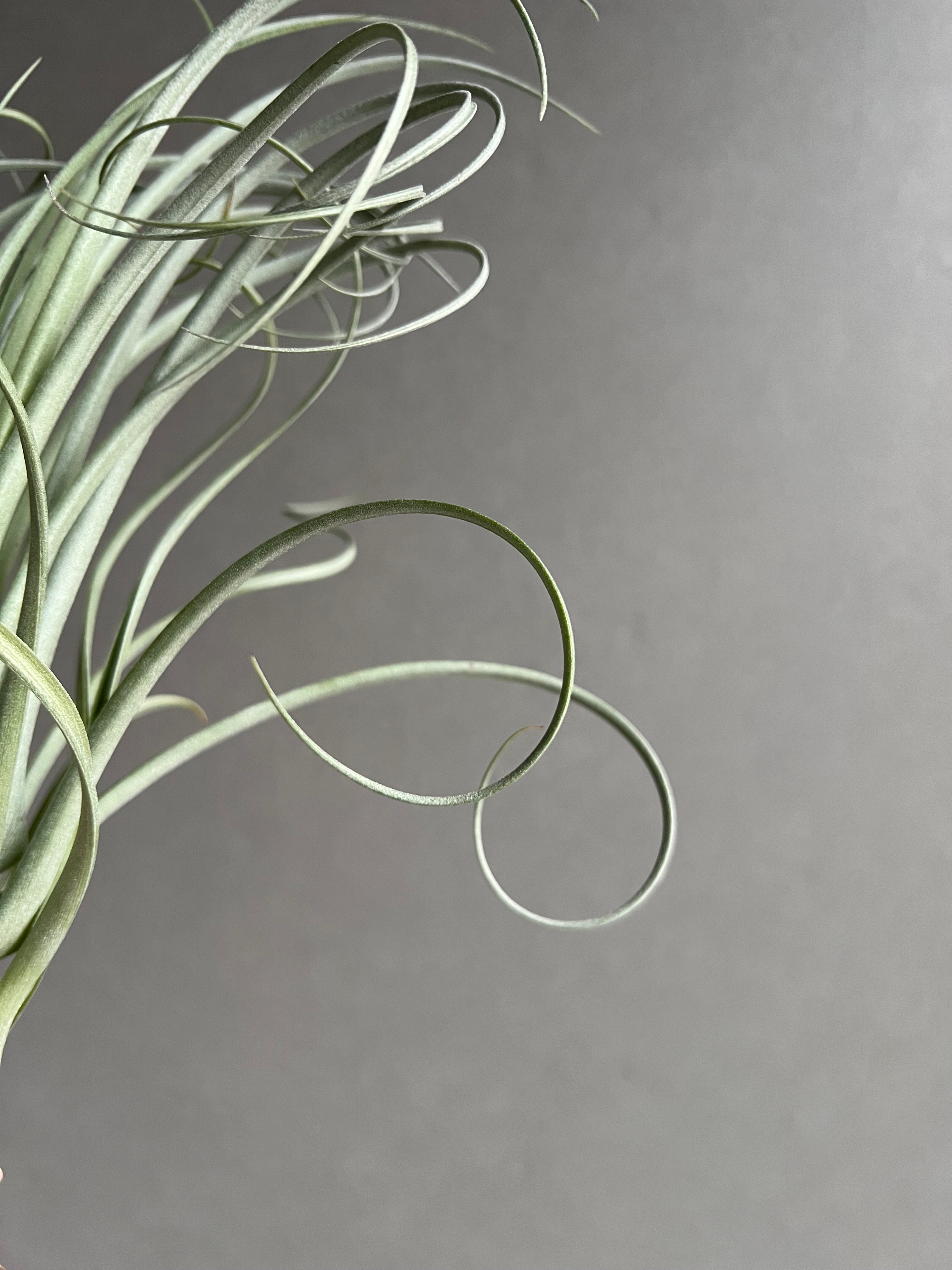 ティランジア グーモン 「Tillandsia Goomong (T.stricta x du