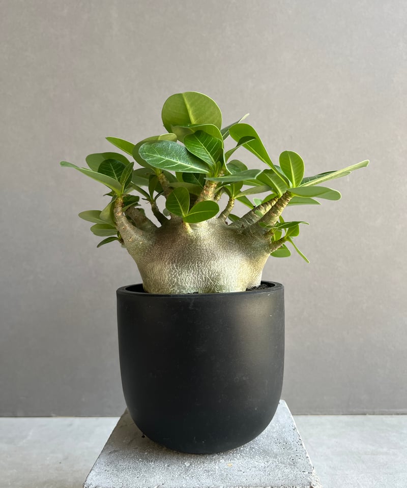 アデニウム アラビカム スーパー ドワーフ “ブラック” 「Adenium