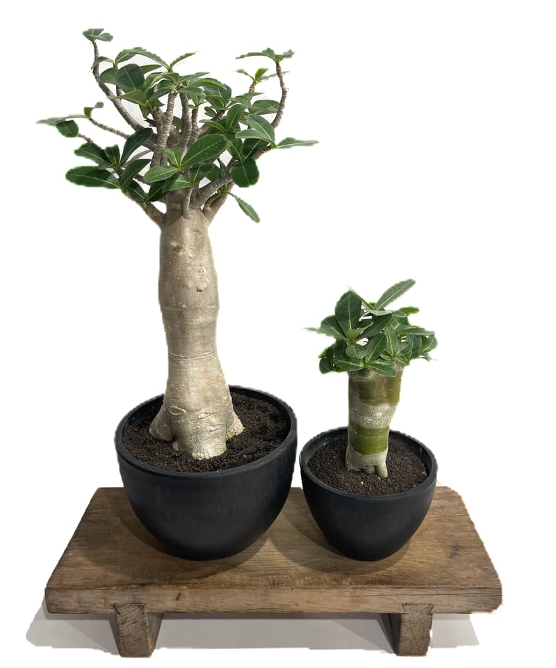 アデニウム タイソコトラナム バオバブスタイル「Adenium Thai