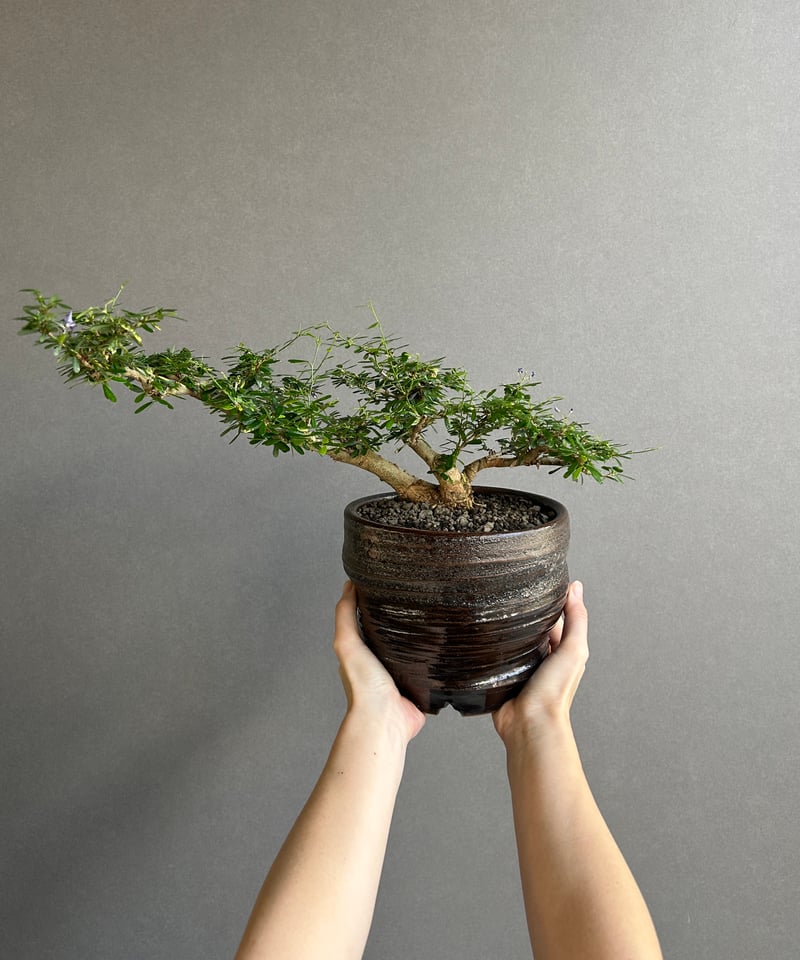 うち” 盆栽 斑入 Limited Edition + YON-HACHI「“UCHI”
