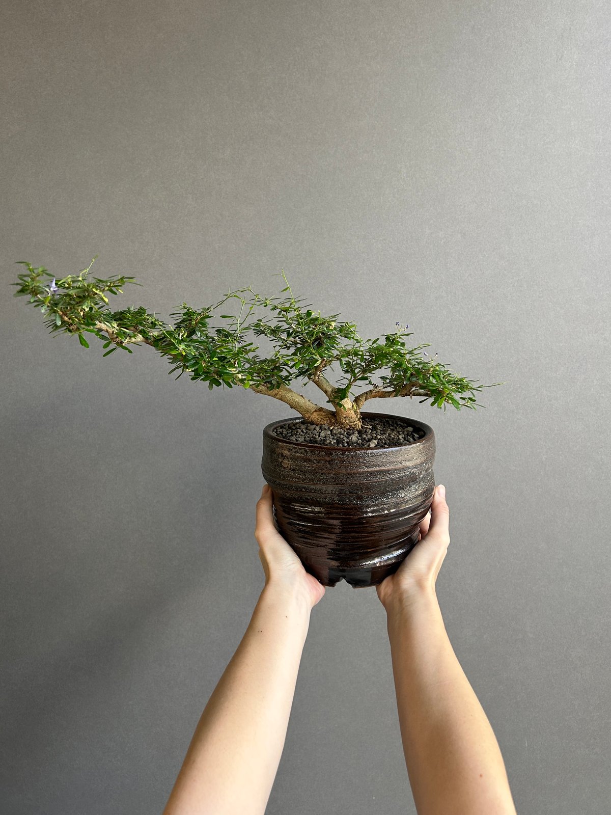 一友　盆栽鉢　植木鉢　盆栽 うち” 盆栽 斑入 Limited Edition + YON-HACHI「“UCHI”