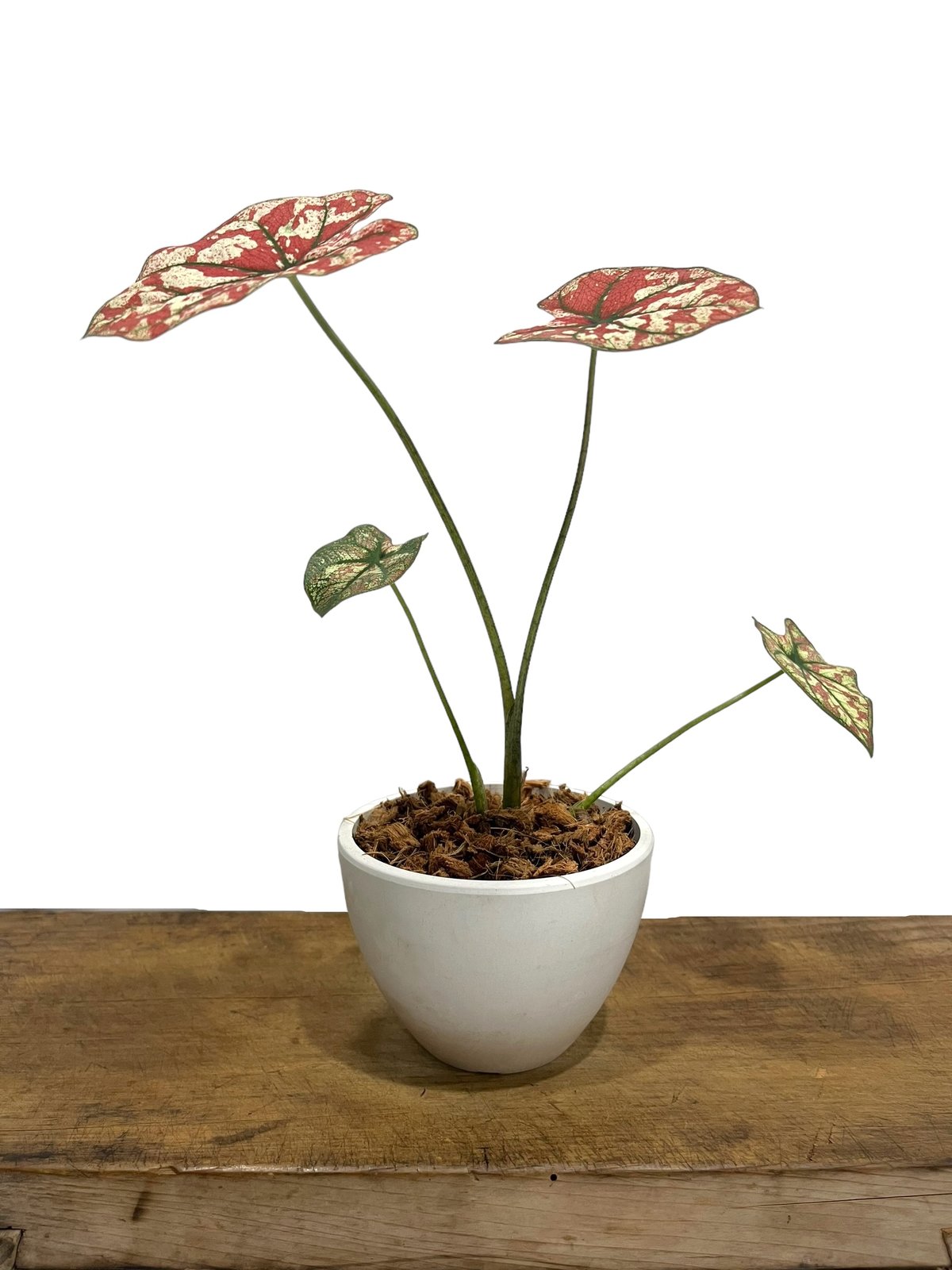 カラジューム ハイブリッド “選抜個体”「 Caladium Hybrid