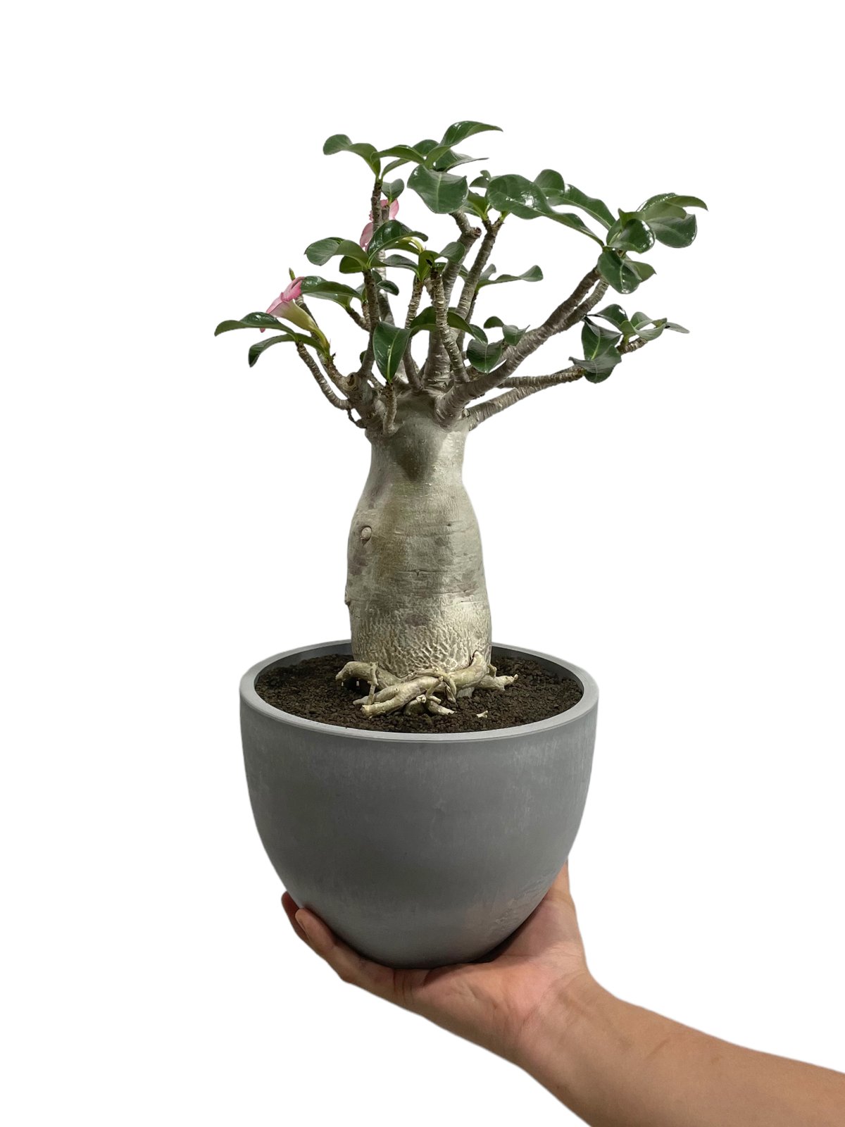 アデニウム アラビカム バオバブスタイル「Adenium arabicum Baobab Style」25N