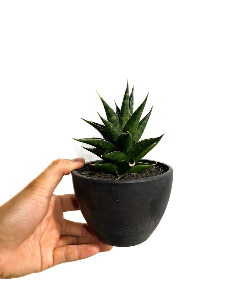 サンセベリア グリーン ランタン「Sansevieria Green Lantern (by