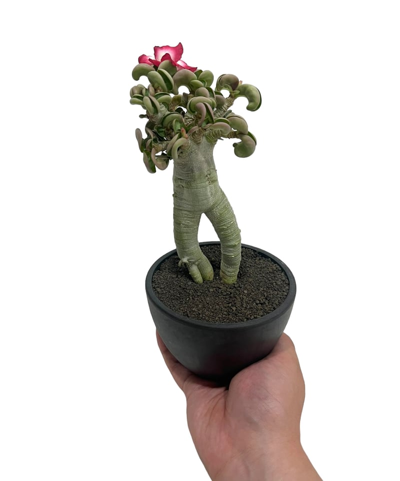 アデニウム　獅子葉　DHA アデニウム D.H.A (獅子葉) 「Adenium D.H.A」7/6-669 | SHO