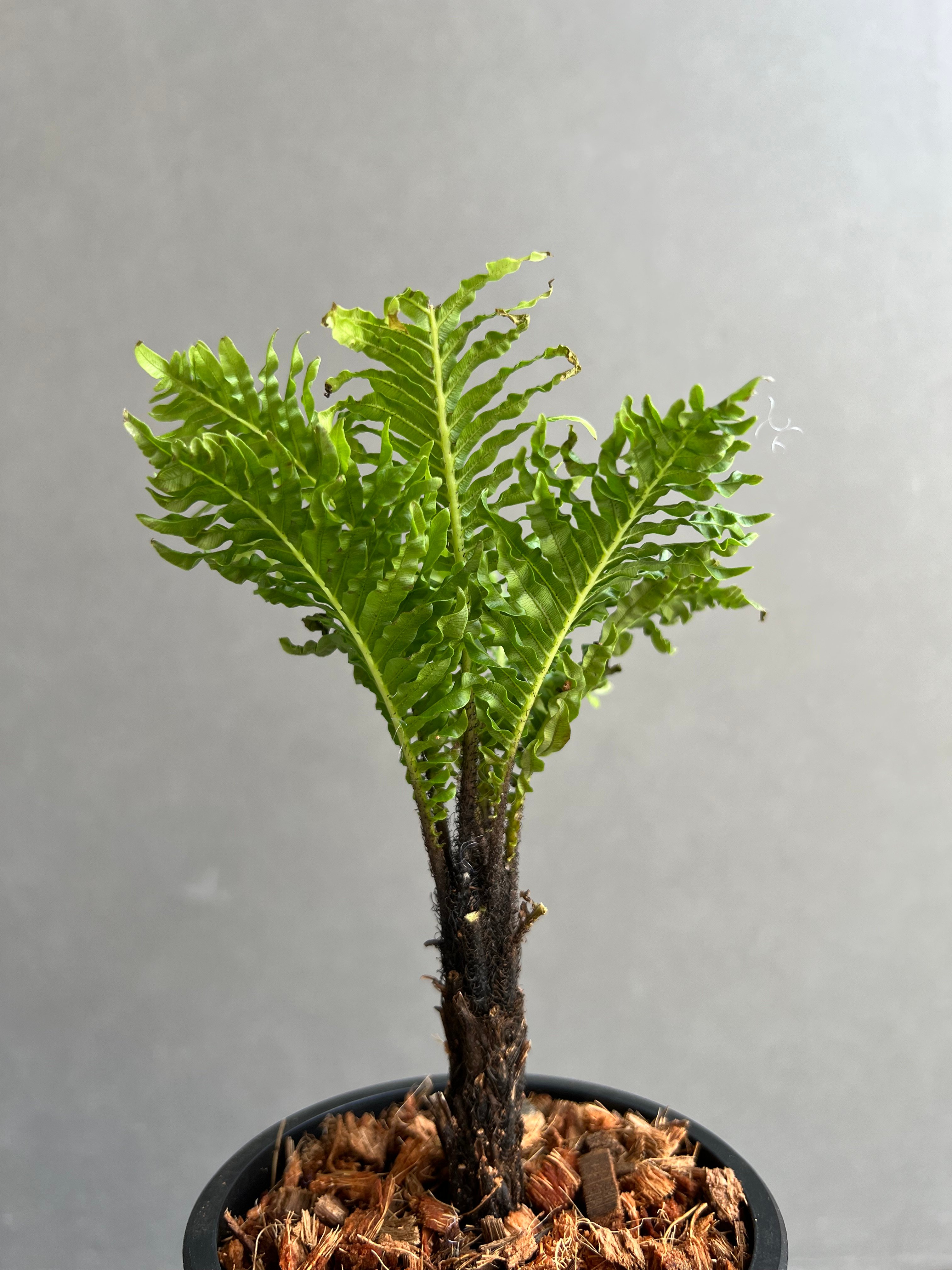 ブレクナム ギッバム ドワーフ 「Blechnum gibbum Dwarf 」75B | S