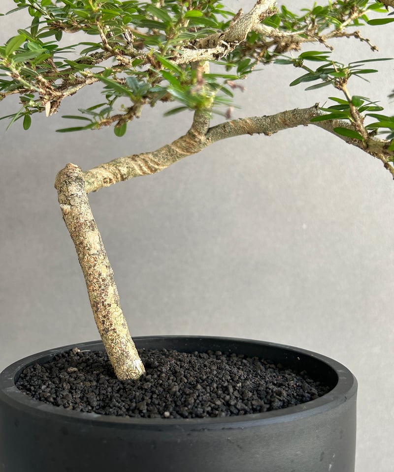 うち” 盆栽 「“UCHI” BONSAI」 9J | SHOUCHIKUEN